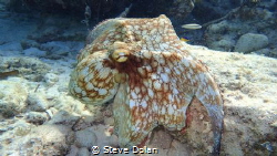 “Hiding in plain sight”. While snorkeling in the Bahamas,... by Steve Dolan 